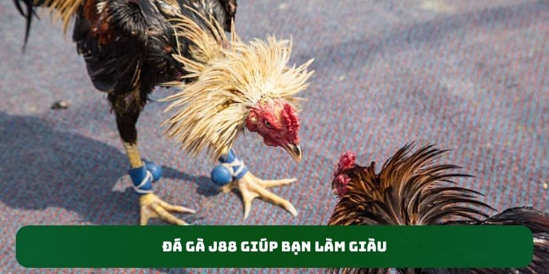 Đá gà J88 giúp bạn làm giàu