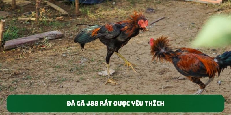 Đá gà J88 rất được yêu thích