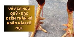 vảy gà ngũ quỷ